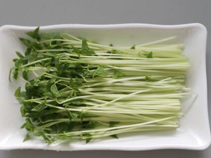 2019投资菜立方芽苗菜要多少 2019投资菜立方芽苗菜要多少