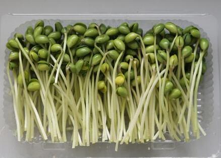 2019投资菜立方芽苗菜要多少 2019投资菜立方芽苗菜要多少