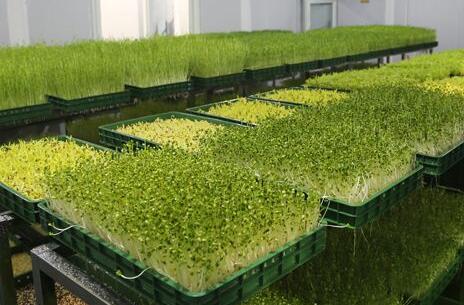 2019投资菜立方芽苗菜要多少 2019投资菜立方芽苗菜要多少