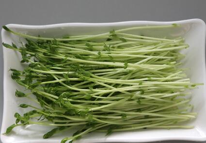 種植芽苗菜需要肥嗎 菜立方芽苗菜 種植芽苗菜需要肥嗎 菜立方芽苗菜