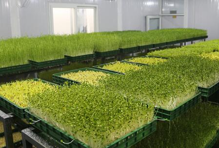 種植芽苗菜需要肥嗎 菜立方芽苗菜 種植芽苗菜需要肥嗎 菜立方芽苗菜