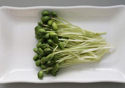 芽苗菜好賣嗎 菜立方芽苗菜 芽苗菜好賣嗎 菜立方芽苗菜