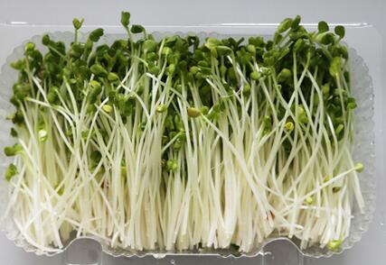 種植芽苗菜需要肥嗎 菜立方芽苗菜 種植芽苗菜需要肥嗎 菜立方芽苗菜