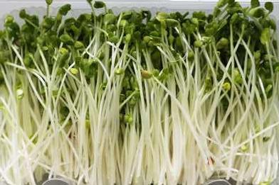 有没有人搞芽苗菜项目的 怎么做 有没有人搞芽苗菜项目的 怎么做