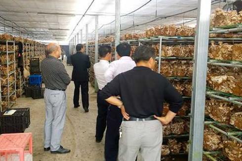 2020年有种植前景的项目有哪些 2020年有种植前景的项目有哪些