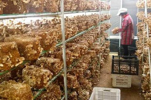 2020年有种植前景的项目有哪些 2020年有种植前景的项目有哪些
