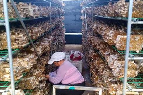 想学习种植食用菌有哪些品牌 想学习种植食用菌有哪些品牌